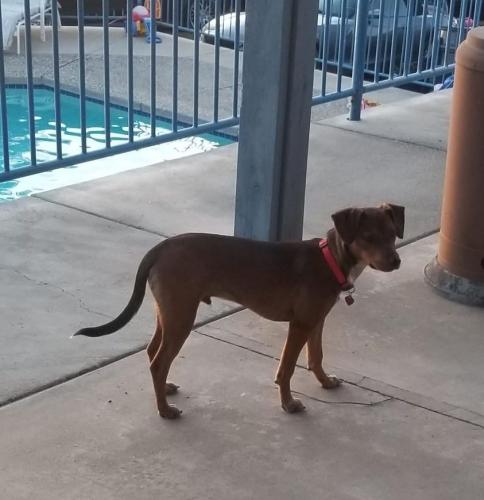 Lost Male Dog last seen La Serena and Mary lane, Escondido, CA 92025
