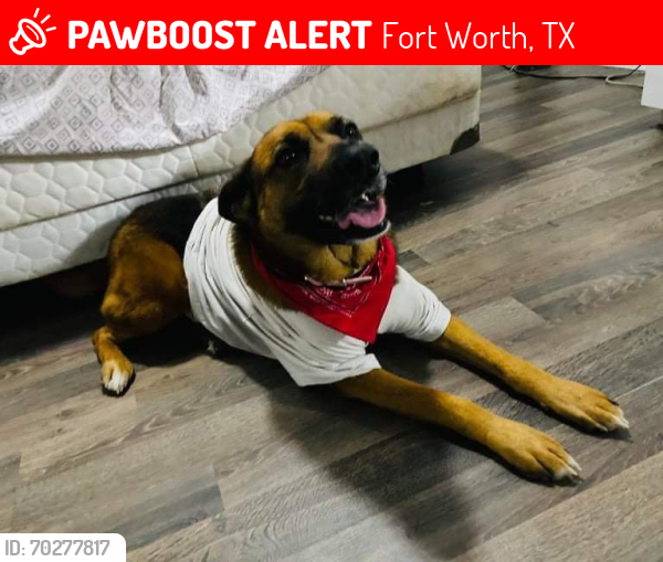 Deceased Female Dog last seen Burson Ave, Fort Worth, TX 76110, USA, Fort Worth, TX 76110