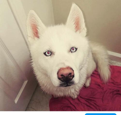 Lost Male Dog last seen Mespotamia commons, Middlefield, OH 44062