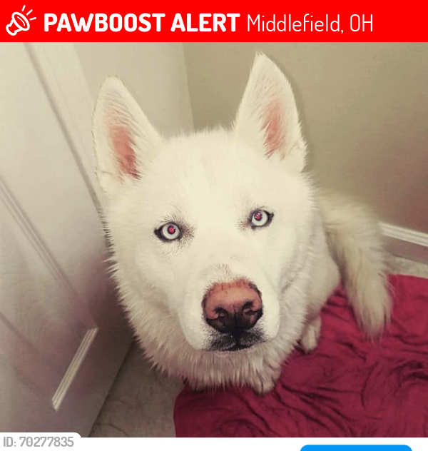 Lost Male Dog last seen Mespotamia commons, Middlefield, OH 44062