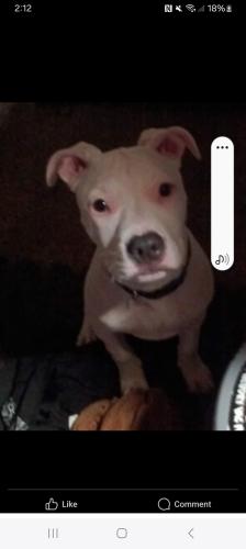 Lost Female Dog last seen Broadway.    st Louis mo, Hollywood Heights, IL 62232