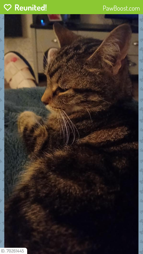 Reunited Male Cat last seen Hawkley Hall wigan, Greater Manchester, England WN3