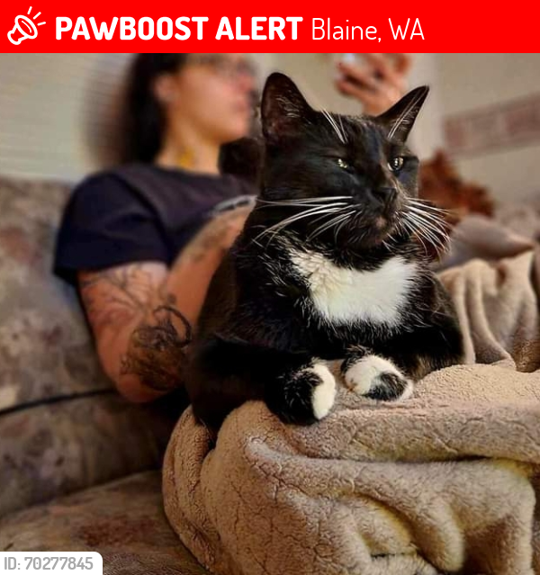 Lost Male Cat last seen Birchbay , Blaine, WA 98230