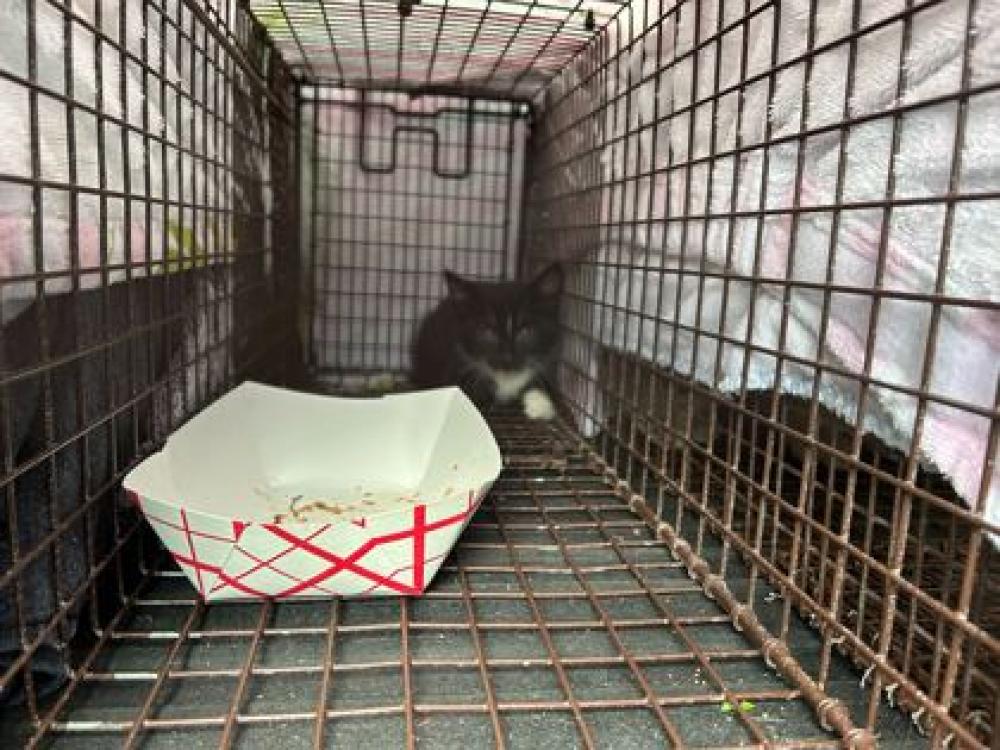 Shelter Stray Male Cat last seen Near Glenn, 70343 - Bourg, LA, Gray, LA 70359