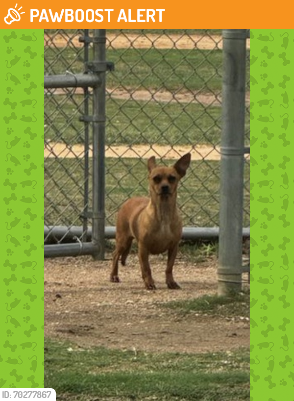 Shelter Stray Female Dog last seen San Antonio, TX 78252, San Antonio, TX 78229