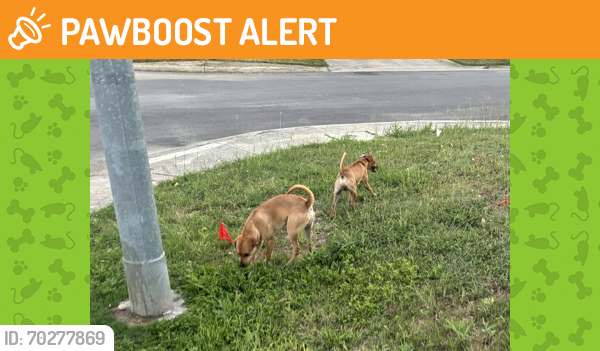 Shelter Stray Male Dog last seen San Antonio, TX 78254, San Antonio, TX 78229