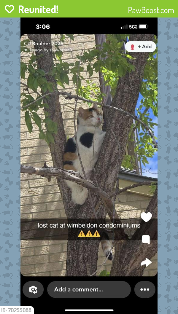 Reunited Female Cat last seen 30th and Colorado Ave., Boulder , Boulder, CO 80303