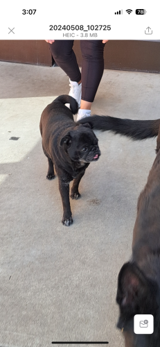 Lost Unknown Dog last seen Seen at McParland Elementary around 10:30am, Manteca, CA 95336