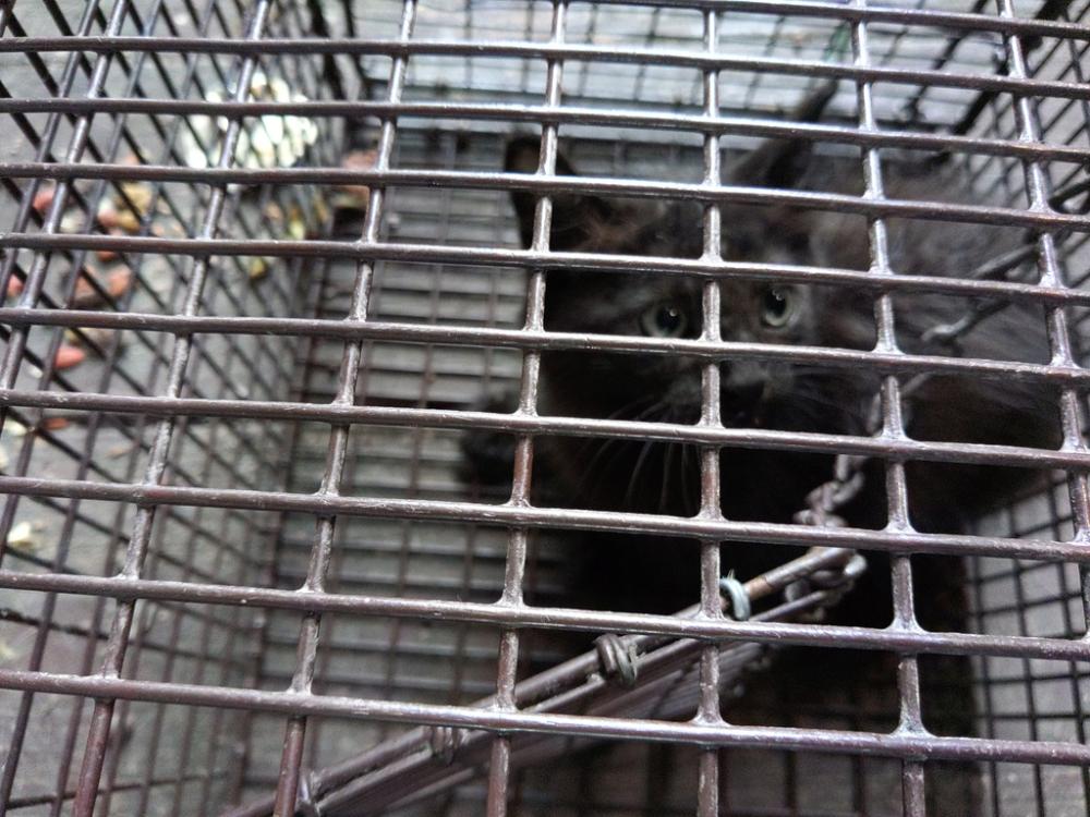 Shelter Stray Male Cat last seen Apt 99,1312 Roper Road, SCOTT, LA, 70583, Lafayette, LA 70507