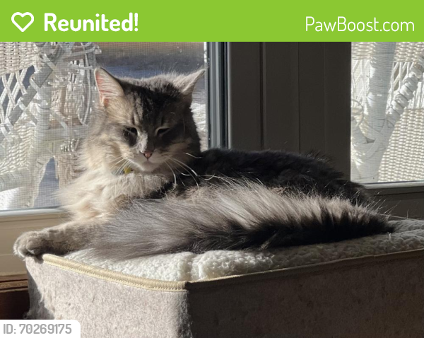 Reunited Male Cat last seen South Mitchner and Franklin, Indianapolis, IN 46219