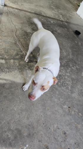 Lost Male Dog last seen Near sw 208 st miami fl 33187, Miami, FL 33187
