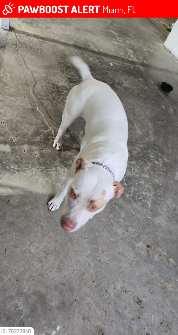 Lost Male Dog last seen Near sw 208 st miami fl 33187, Miami, FL 33187