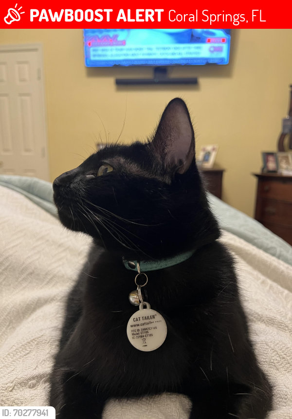 Lost Male Cat last seen Sample Road and 441, Coral Springs, FL 33067