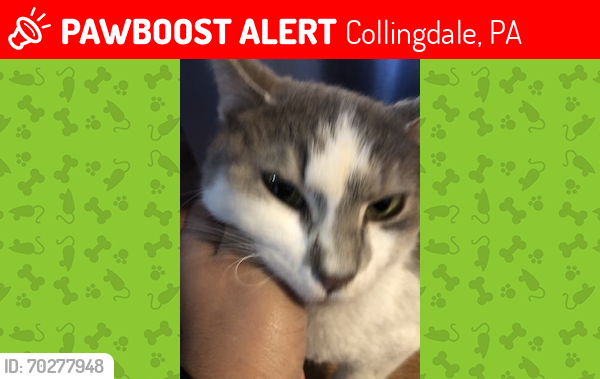 Lost Female Cat last seen Cobbs creek, Collingdale, PA 19079