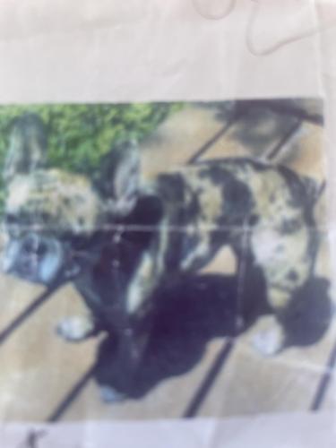 Lost Female Dog last seen 87thstreet, Kansas City, MO 64138