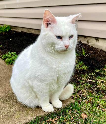 Lost Male Cat last seen Clark Lane at Route 511, Oberlin, OH, New Russia Township, OH 44074