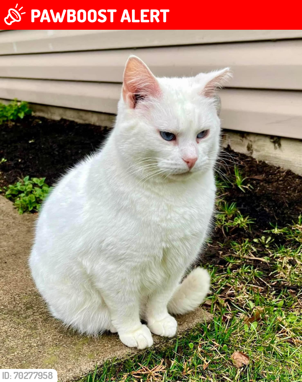 Lost Male Cat last seen Clark Lane at Route 511, Oberlin, OH, New Russia Township, OH 44074