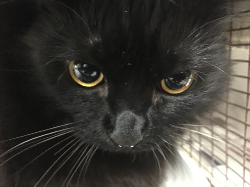 Shelter Stray Unknown Cat last seen , Los Angeles, CA 91405