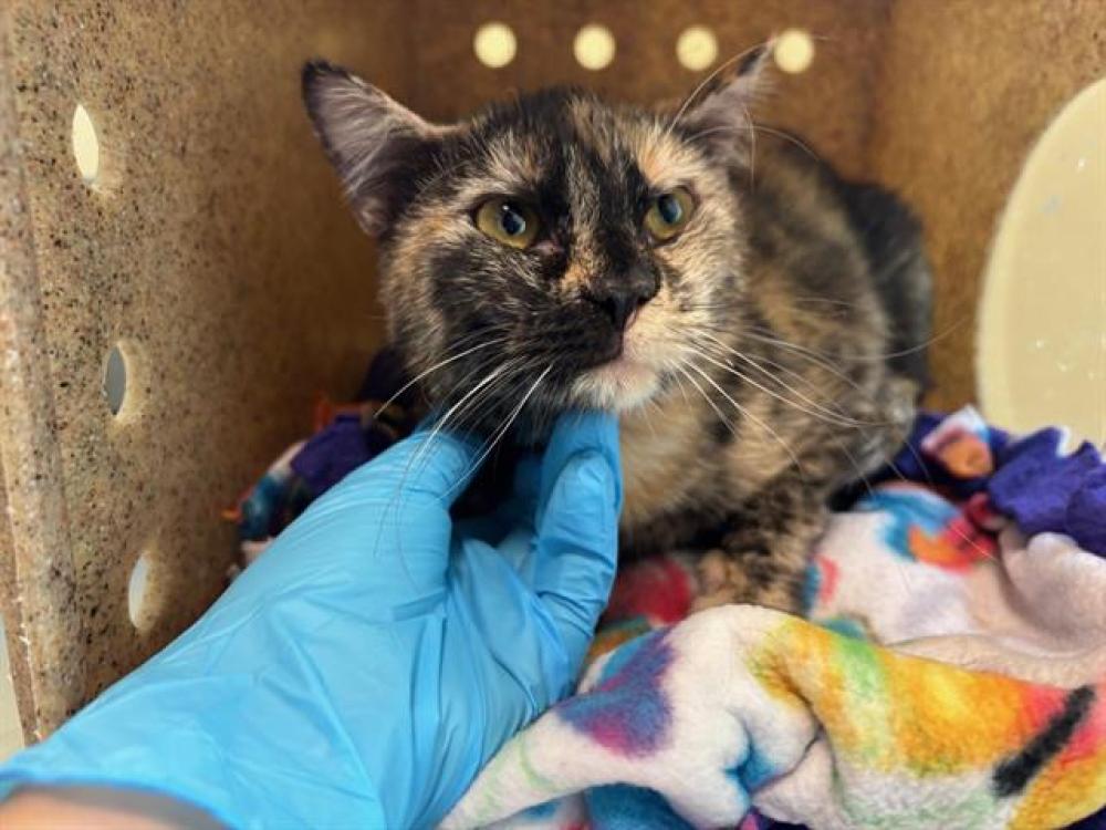 Shelter Stray Female Cat last seen 265N W. LAS FLORES DR, Pasadena, CA 91105