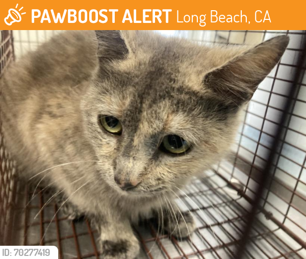 Shelter Stray Female Cat last seen Near BLK E OCEAN BLVD, LONG BEACH, CA, Long Beach, CA 90815