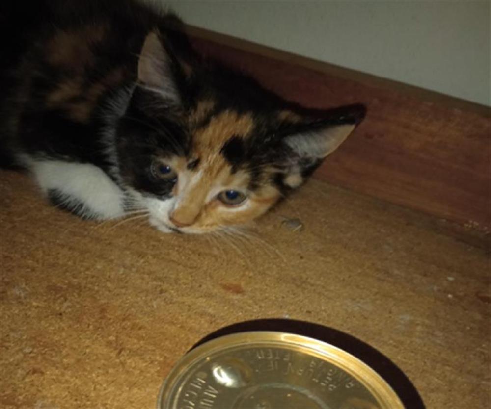 Shelter Stray Female Cat last seen Near BLOCK CROSSING PLACE, Austin, TX 78702