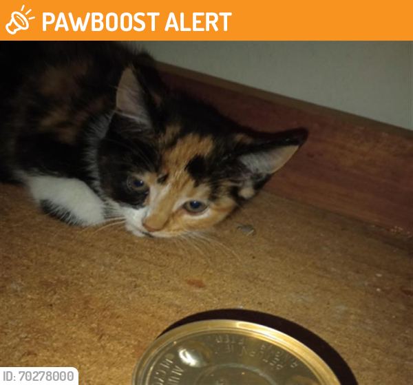 Shelter Stray Female Cat last seen Near BLOCK CROSSING PLACE, Austin, TX 78702