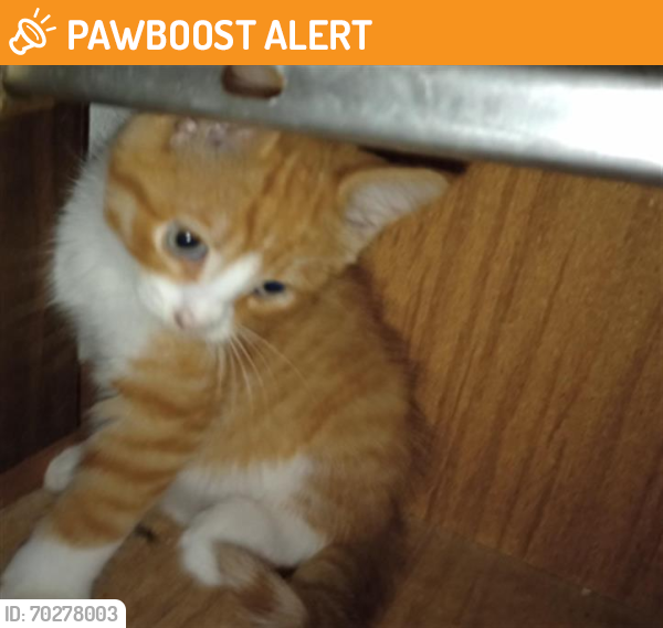 Shelter Stray Male Cat last seen Near BLOCK CROSSING PLACE, Austin, TX 78702