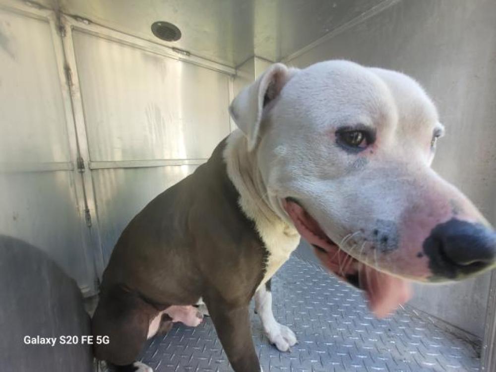 Shelter Stray Male Dog last seen Near BLOCK FENKELL, DETROIT MI 48227, Detroit, MI 48211