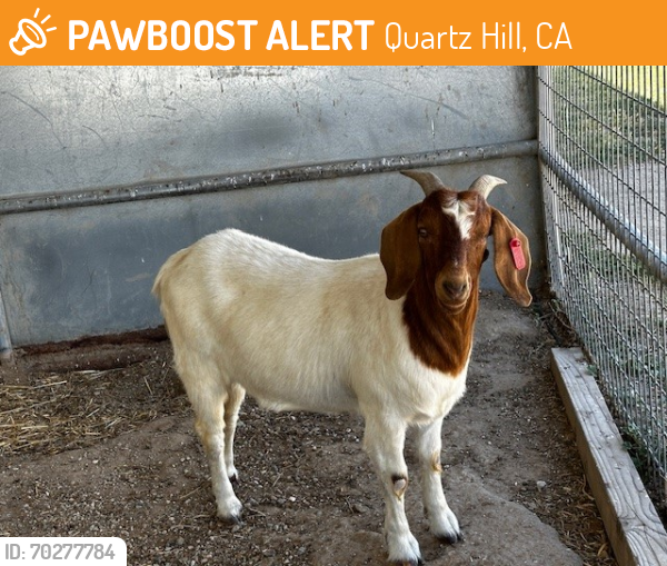Shelter Stray Female Livestock last seen , Quartz Hill, CA 93536