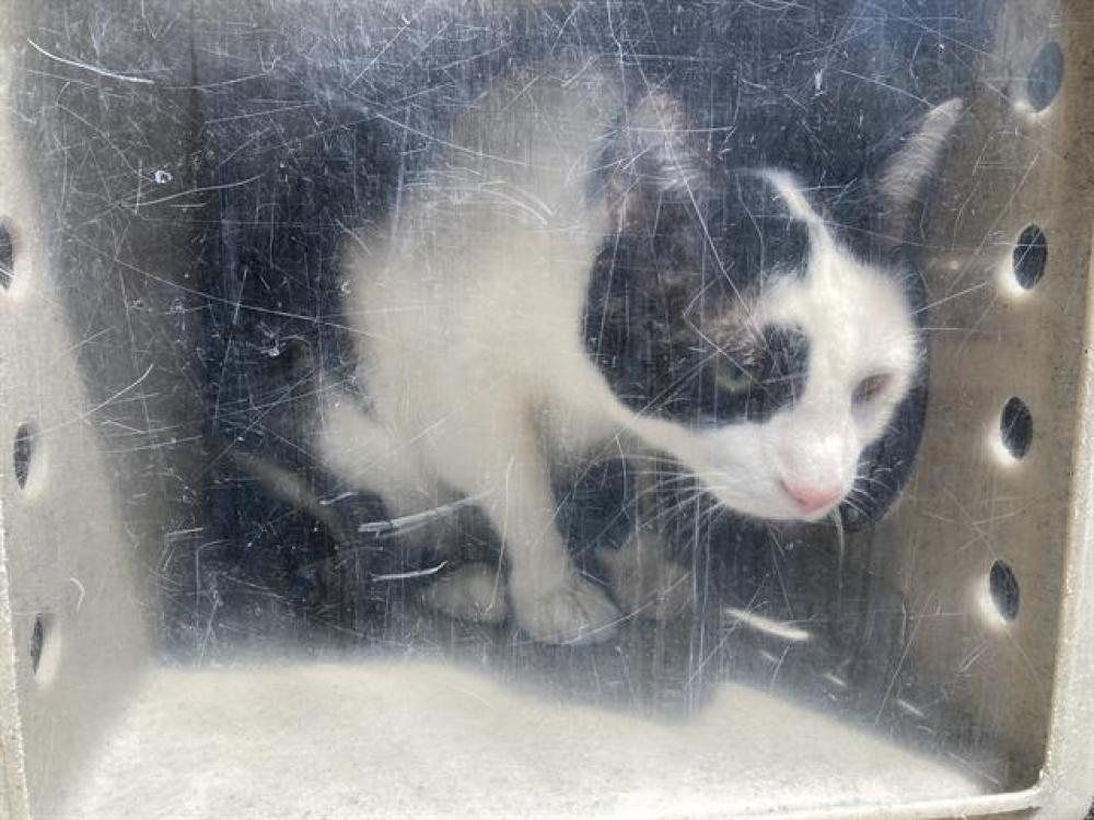 Shelter Stray Female Cat last seen Near BLOCK H ST, SPARKS NV 89431, Reno, NV 89502