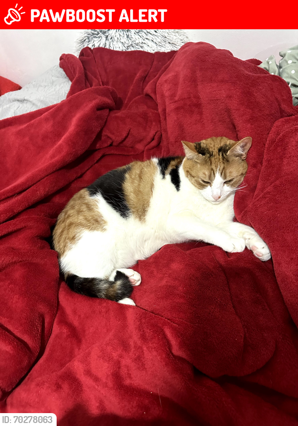 Lost Female Cat last seen Liverpool road, Greater London, England E16 4RB
