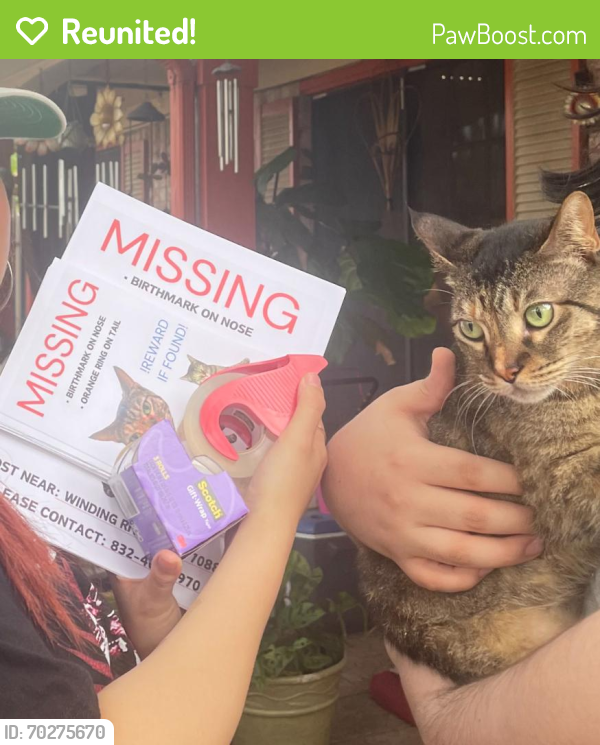 Reunited Female Cat last seen Hidden Valley , Houston, TX 77088