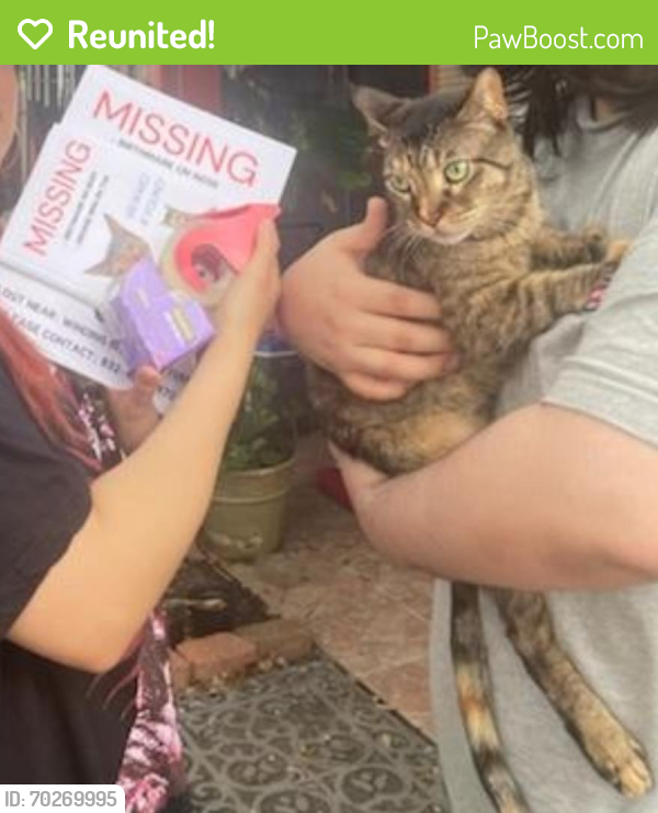 Reunited Female Cat last seen Gulf bank and Bunny Run, Houston, TX 77088