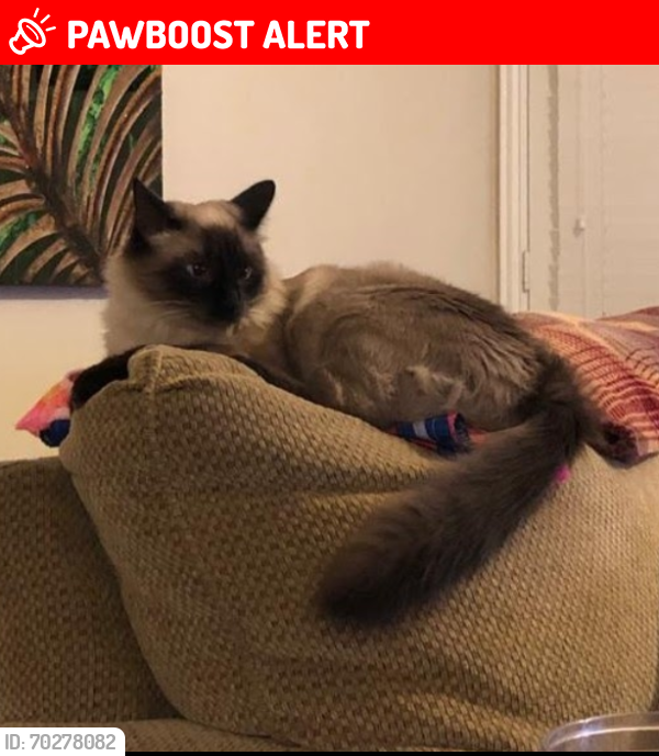 Lost Female Cat last seen Beach and Skylane dr, Montgomery County, TX 77316