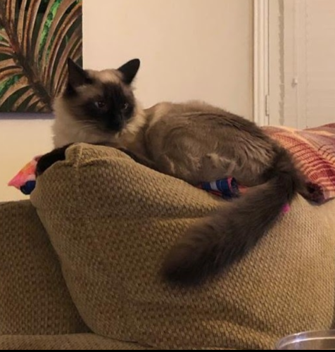 Lost Female Cat last seen Beach and Skylane dr, Montgomery County, TX 77316
