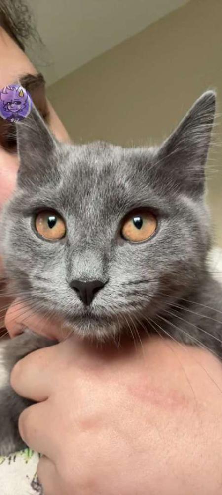 Shelter Stray Female Cat last seen San Antonio, TX 78209, San Antonio, TX 78229
