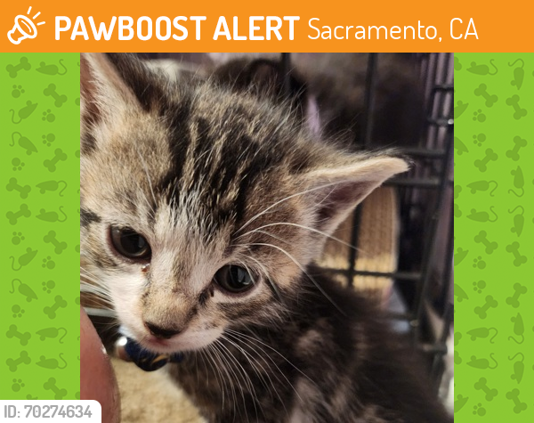 Shelter Stray Male Cat last seen Mather, CA 95827, Sacramento, CA 95828