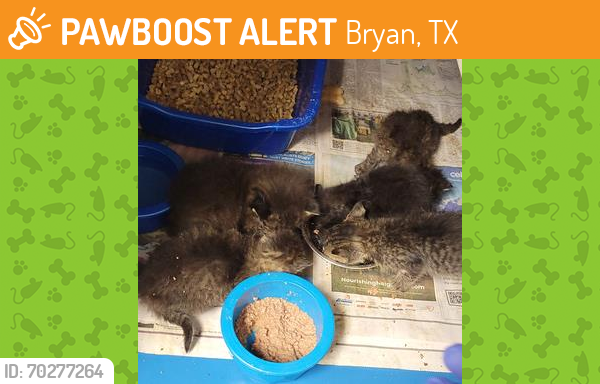 Shelter Stray Female Cat last seen College Station, TX 77840, Bryan, TX 77807