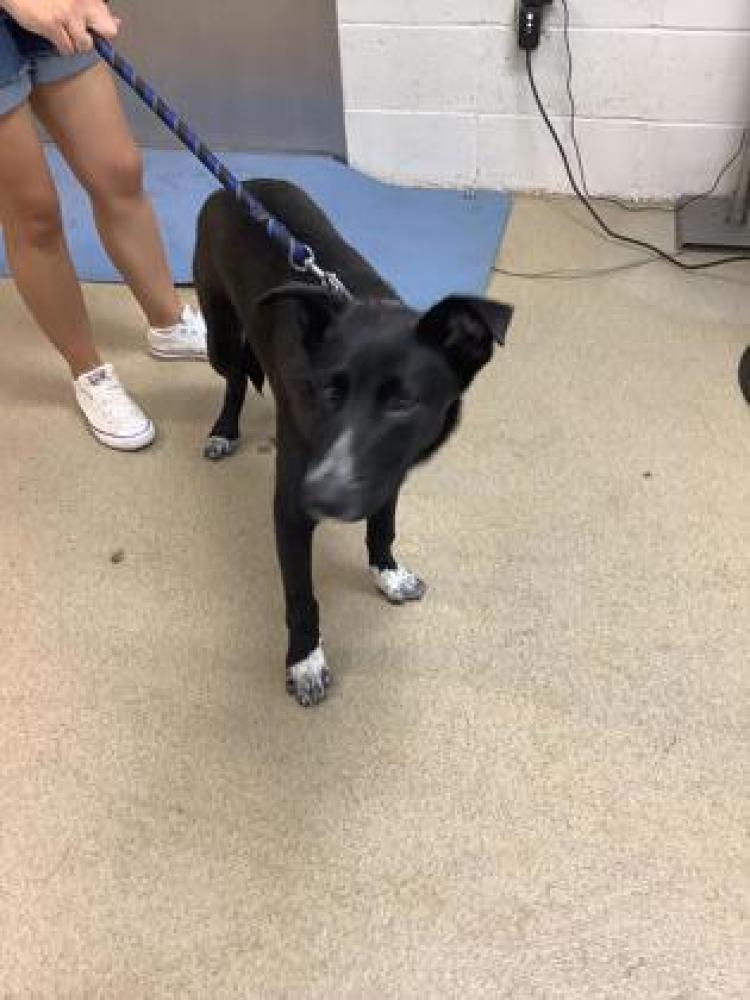 Shelter Stray Male Dog last seen Fort Worth, TX 76119, Fort Worth, TX 76119