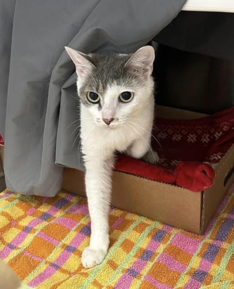 Shelter Stray Female Cat last seen Near N Chester St, 21205, MD, Baltimore, MD 21230
