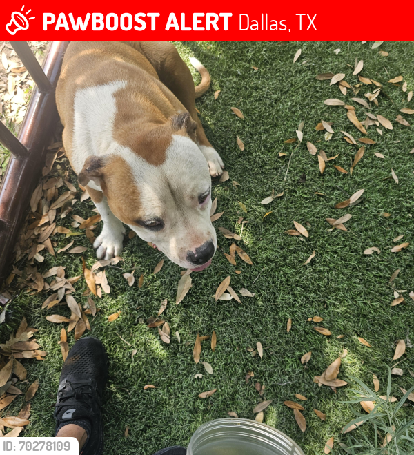 Lost Male Dog last seen Near haymarket rd 75217, Dallas, TX 75217