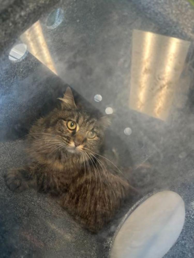 Shelter Stray Unknown Cat last seen Knoxville, TN 37917, Knoxville, TN 37919