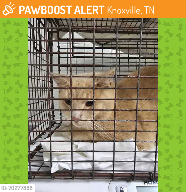 Shelter Stray Male Cat last seen Powell, TN 37849, Knoxville, TN 37919