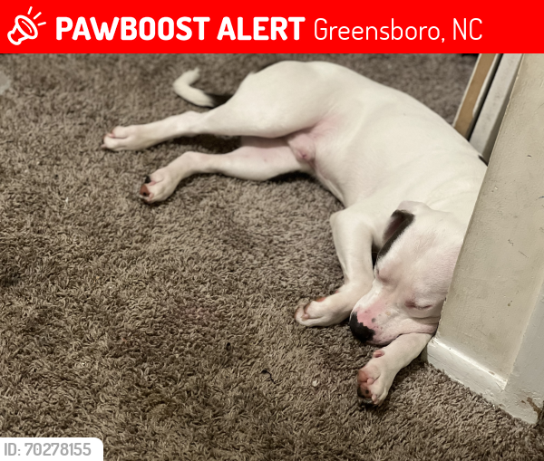 Lost Male Dog last seen Taken from front yard with sister, Greensboro, NC 27401