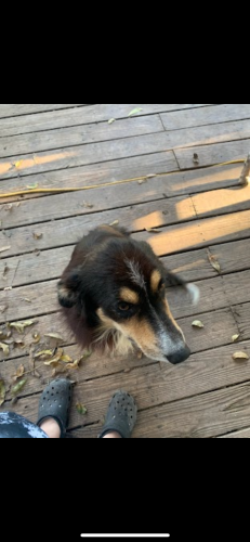 Lost Male Dog last seen Dollar general road in Sargent , Bay City, TX 77414