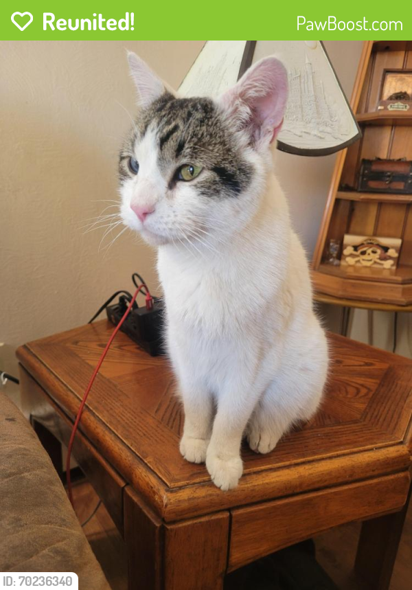 Reunited Male Cat last seen Western Drive and Western Place, Colorado Springs, CO 80915