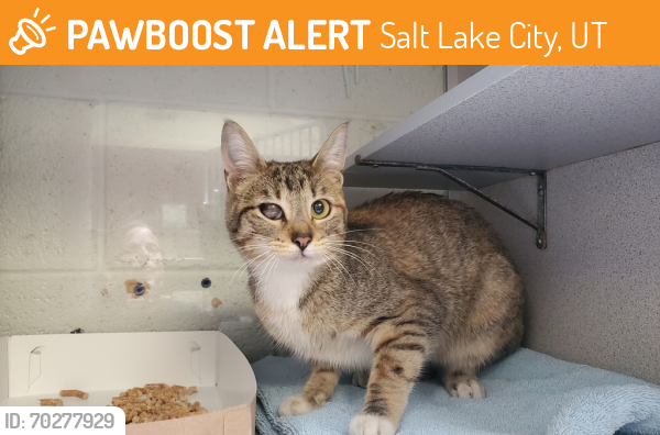 Shelter Stray Female Cat last seen Near S State Street, Midvale, UT, 84047, Salt Lake City, UT 84123