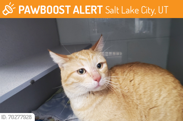 Shelter Stray Male Cat last seen Near S State Street, Midvale, UT, 84047, Salt Lake City, UT 84123