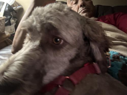 Lost Female Dog last seen Wilcrest oxford Glen Rd., Houston, TX 77099