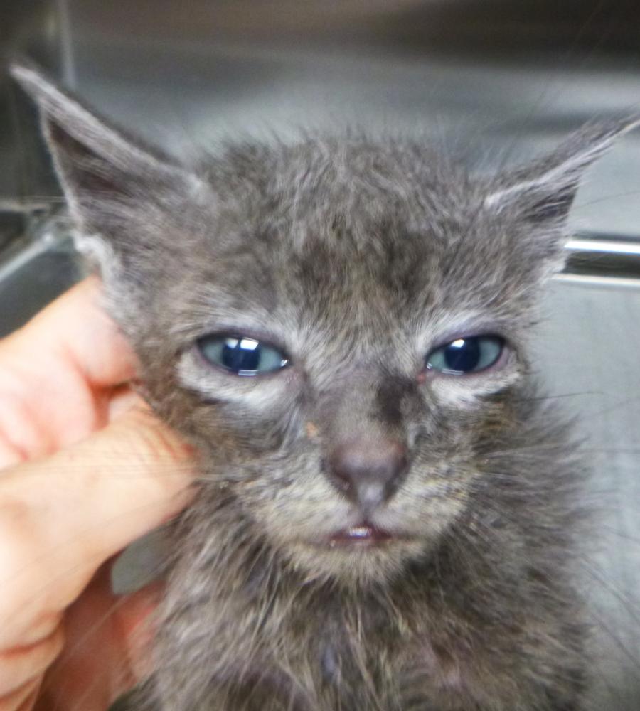 Shelter Stray Male Cat last seen Near W Pont Des Mouton Road, LAFAYETTE, LA, 70507, Lafayette, LA 70507